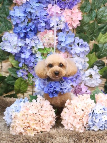 20250624シェリーくん